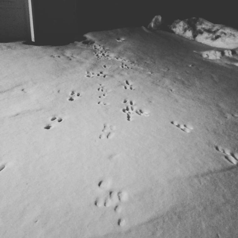 26233256_10156400884407841_7862372420213421866_o